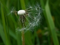 Texel Blume  PICT 1580_Bildgröße ändern